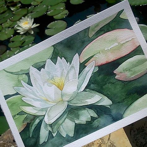 Watercolor Waterlilies, Waterlily Watercolor Painting, Watercolor Water Lily, Lilies Watercolor, Waterlily Art, Waterlily Watercolor, Watercolor Lilies, Water Lily Art, Lotus Watercolor Painting