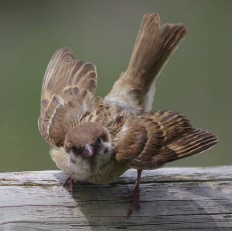 Small Bird Reference, Animal Poses Reference Photo, Bird Poses Reference, Dynamic Animal Poses Reference, Animal Drawing Reference Photo, Sparrow Reference, Animal Pose Reference, Animal Poses Reference, Bird Reference Photos