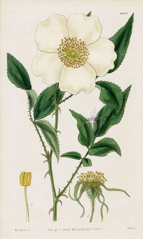 William Curtis Botanical Magazine Antique Prints 1787-1839 Cherokee Rose, Missouri Botanical Garden, Indian Tattoo, Botanical Drawings, Antique Prints, Botanical Illustration, Vintage Wall Art, Botanical Art, Botany