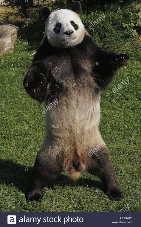 Giant Panda, ailuropoda melanoleuca, Adult standing on Hind Legs Stock Photo Panda Standing, Giant Panda Bear, Siberian Tiger, Giant Panda, Tree Frogs, African Elephant, Cute Wild Animals, Kawaii Cat, Cute Animal Photos