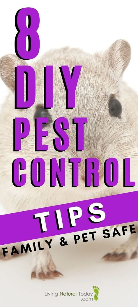 Pest Prevention, Ant Killer, Diy Pest Control, Natural Pest Control, Pets Diy, Eco Living, Pet Odors, Eco Friendly Home, Natural Diy