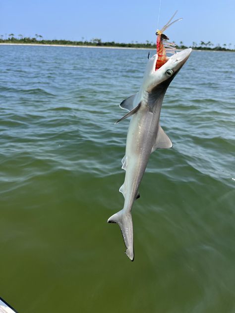 Can anyone identify the type of shark this baby shark is? Types Of Sharks, Gulf Of Mexico, Baby Shark, Fishing, Mexico