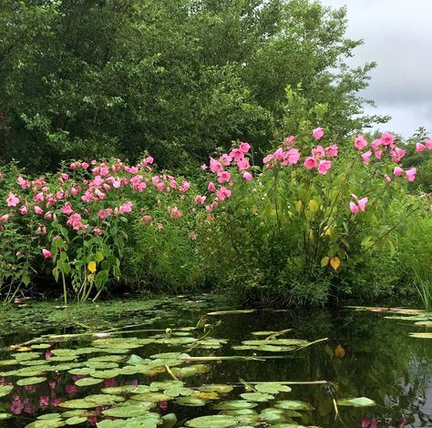 Wild Hibiscus Swamp Rose Hardy Hibiscus Moscheutos Swamp Hibiscus, Swamp Flowers, Swamp Garden, Swamp Mermaid, Swamp Plants, Swamp Aesthetic, Swamp Landscape, Swamp Rose, Hibiscus Moscheutos