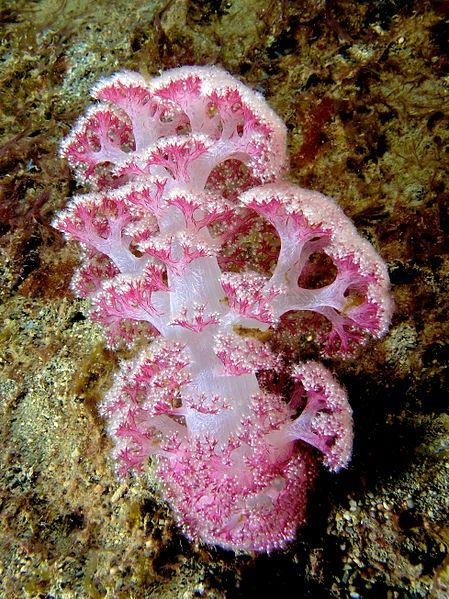 Similarities and Differences between Soft Corals and Jellyfish Water Creatures, Sea Anemone, Ocean Floor, Beautiful Sea Creatures, Soft Coral, On The Ocean, Sea Coral, Underwater Creatures, Underwater Life