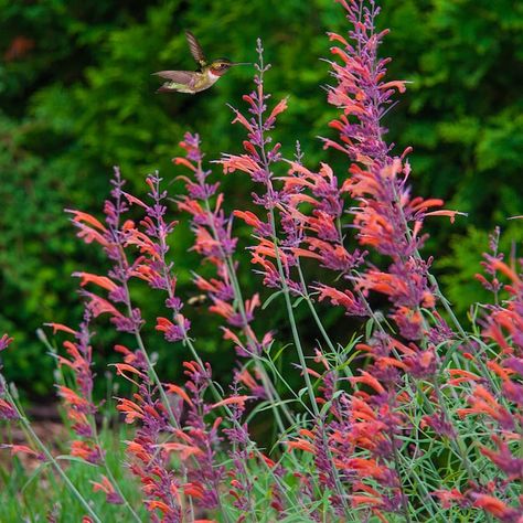 Breck's Apache Hummingbird Mint Dormant Bare Root Flowering Perennial Plant (1-Pack) in the Perennials department at Lowes.com Hummingbird Mint, Butterfly Gardens, Flower Borders, Herb Gardens, Mint Plants, Best Perennials, Rock Gardens, Rose Purple, Cottage Gardens