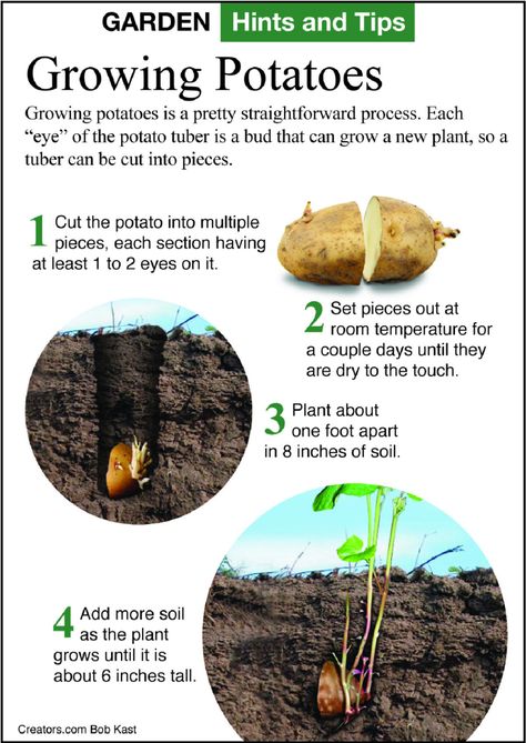 How To Grow Food From Scraps, Cole Crops Vegetables, Regrowing Potatoes Scrap, Growing Potatoes In Ground, How To Regrow Potatoes, How To Grow Vegetables From Scraps, Growing Food From Scraps, Kitchen Scrap Gardening, Growing Potatoes From Potatoes