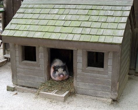 Piggy House Ideas- appropriate pig shelter ideas, examples of pig houses, hog house, pig outside shelters. - Mini Pig Info Mini Potbelly Pigs, Mini Pig Care, Pig Houses, Pet Pig House, Pig Fence, Pig Shelter, Pig Care, Raising Pigs, Pet Pig