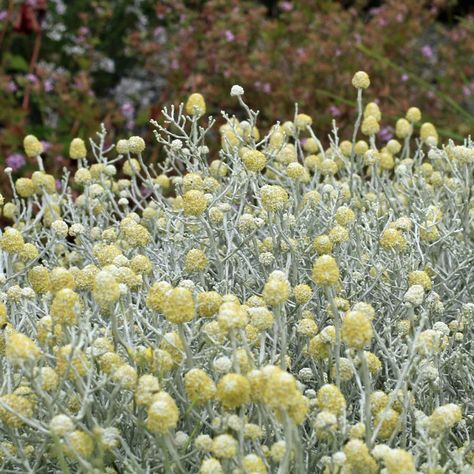 Australian Seed - LEUCOPHYTA brownii Leucophyta Brownii, Cushion Bush, Seed Raising, Australian Natives, Australian Native Garden, African Plants, Australian Garden, Australian Native Plants, Native Garden