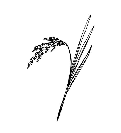 Hand-drawn simple vector illustration in black outline. Spikelet of rice, cereal, organic plant cultivation, seasonal harvest agriculture. Food, bread, flour. For labels, shop, market. Rice Plant Tattoo, Rice Plant Illustration, Rice Plant Drawing, Flour Illustration, Rice Illustration, Rice Crop, Simple Vector Illustration, Rice Plant, Plant Doodle