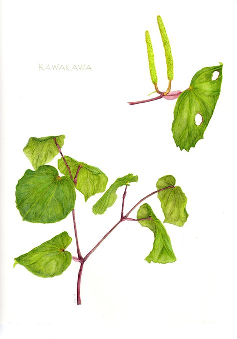 New Zealand Kawakawa watercolour Kawakawa Drawing, Nz Flowers, Nz Plants, Leaf Sketch, Fauna Illustration, Vine Tattoo, Wedding Graphics, Vine Tattoos, Ink Inspiration