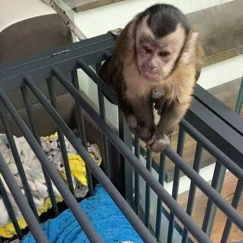 Capuchin Monkey Pet, Monkey Pet, Capuchin Monkeys, Monkeys For Sale, Capuchin Monkey, Hand Raised, Baby Raccoon, Animals For Sale, Baby Ready