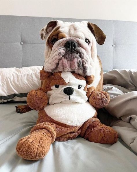 Bulldog Photography, Lazy Dog Breeds, Ikea Australia, Toy Bulldog, Bulldog Pics, Reactive Dog, Bulldog Funny, Cute Bulldogs, English Bulldog Puppies