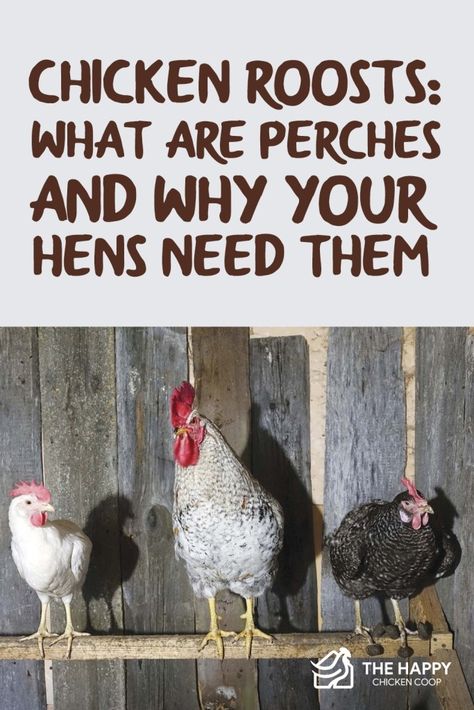 Chicken Roosting Ideas, Diy Chicken Perch, Chicken Housing, Chicken Roosts, Chicken Perches, Chicken Raising, Chicken Roost, Easy Chicken Coop, Chicken Coop Decor