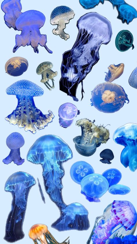 Jelly! #shuffles #wallpapers #Jellyfish#Jelly #jellies #seajelly #seajellies #seacreatures #fish #sea #ocean #aquatic #marine #blue #cool #oceancore #animals #marinelife #sealife #seaanimals #oceanaesthetic Wallpapers Jellyfish, Shuffles Wallpapers, Cool Jellyfish, Rainbow Jellyfish, Sea Jellies, Fish Sea, Rainbow Art, Marine Blue, Sea Ocean