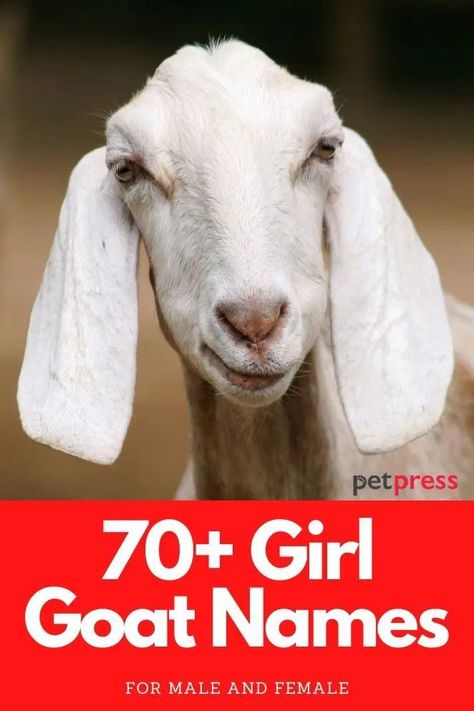 We have the best Goat names for girl ideas! Goat Names, Good Girl Names, Twin Girl Names, Names For Girl, Good Names, Mini Goats, Twin Names, Show Goats, Female Goat