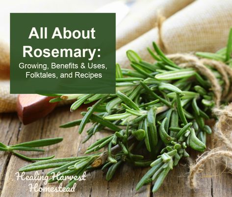 Everything About Rosemary (10 Benefits & Uses, Some Rosemary Stories, and the Science of the Herb)  https://www.healingharvesthomestead.com/home/2019/2/22/benefits-uses-amp-recipes-for-rosemary-plus-rosemary-folktales-through-the-centuries Folklore Recipes, Fresh Rosemary Recipes, Shrimp With Spaghetti, Rosemary Chicken Recipe, Rosemary Recipes, Cooking From Scratch, Rosemary Tea, Rosemary Extract, Chicken Little