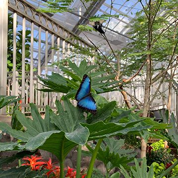 Butterfly Farm Aesthetic, Butterfly Greenhouse Aesthetic, Indoor Butterfly Garden, Butterfly Greenhouse, Butterfly Biosphere, Butterfly Museum, Butterfly Garden Art, Greenhouse Cafe, Butterfly Exhibit