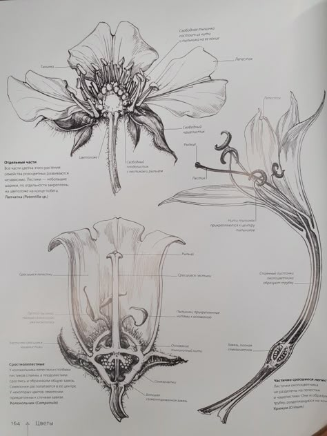 Flower Anatomy Drawing, Flower Structure Drawing, Flower Scientific Illustration, Scientific Sketches, Scientific Illustration Botanical, Realistic Flower Drawing, Plant Anatomy, Flower Anatomy, Botanical Science