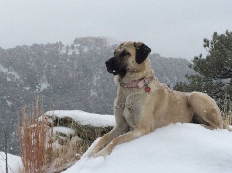 Anatolian Shepherd Puppies, Dog Aggression, Kangal Dog, Dog Cave, Aggressive Behavior, Livestock Guardian Dog, Every Dog Breed, Barking Dog, Livestock Guardian