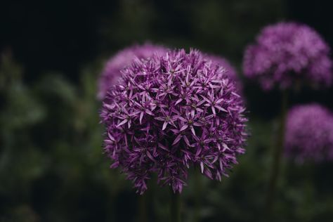 Photo By Xuan Nguyen | Unsplash #macros #solarpowerplant #denver #mobileautodetail #plantbasedlifestyle Ranboo Core, Denver, Blossom, United States