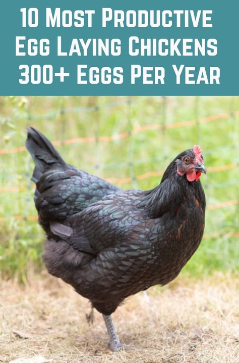 Barnevelder Chicken, Maran Chickens, Australorp Chicken, Plymouth Rock Chicken, Giant Chicken, Egg Laying Chickens, Black Chickens, Chicken Life, Raising Backyard Chickens