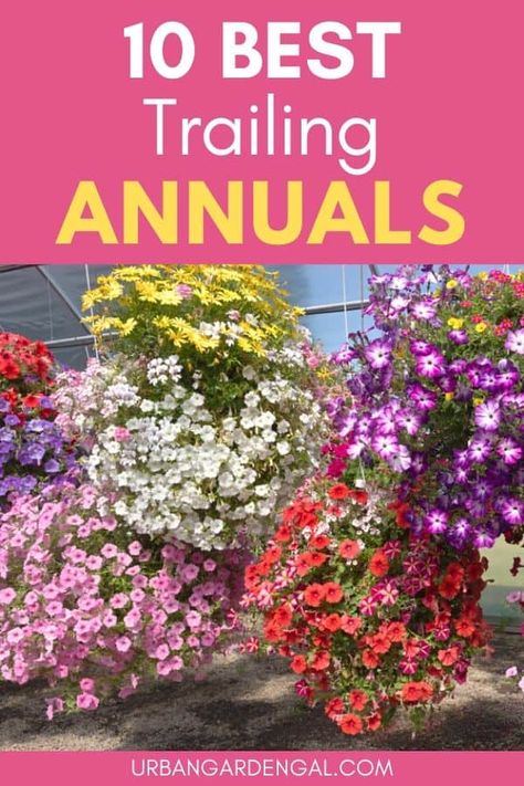 Garden Annuals, Cascading Plants, Vining Plants, Hanging Plants Outdoor, Trailing Flowers, Hanging Gardens, Cascading Flowers, Window Box Flowers, Container Gardening Flowers