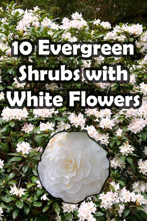 Evergreen shrubs with white flowers provide the perfect contrast between vibrant white blooms and lush green foliage. In this article I will list and summarise 10 evergreen shrubs with white flowers perfect for any garden theme. Shrubs With White Flowers, Full Sun White Flowers, White Flower Shrubs, White Shrubs Perennials, White Spirea Flowering Shrubs, Green And White Gardens Landscapes, Green And White Landscaping, Green White Garden, Snowball Tree Viburnum Opulus