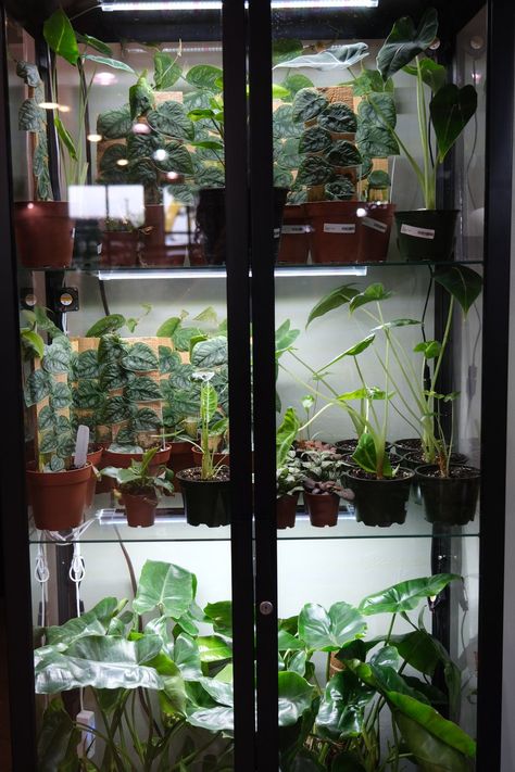 How to Build an Ikea Greenhouse Cabinet — Terrarium Glass Cabinet Greenhouse Diy, Plant Grow Cabinet, Ikea Hack Greenhouse, Ikea Plant Cabinet Greenhouse, Curio Cabinet Terrarium, Diy Indoor Green House, Glass Cabinet For Plants, Milsbo Greenhouse Hack, Ikea Cabinet Terrarium