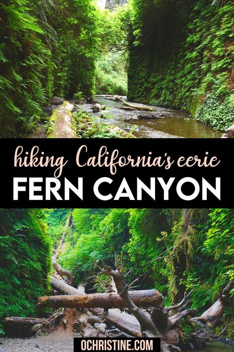 Hiking California's Eerie Fern Canyon | The Fern Canyon is one of the best hikes in Redwood National Park. Here are some of the tips on hiking the Fern Canyon in California. | Fern Canyon Hiking | Redwood national Park | California travel guide | Hiking in california. #ferncanyon #redwood #california #travel Fern Canyon California, Hiking In California, Humboldt County California, Fern Canyon, Idyllwild Ca, California Travel Guide, California Hikes, Adventure Trips, Redwood National Park