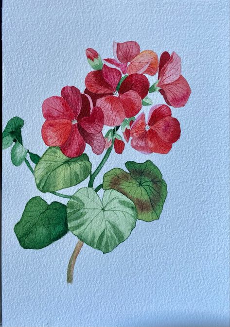 Geranium Line Drawing, Red Geranium Tattoo, Geraniums Drawing, Geranium Flower Tattoo, Geranium Drawing, Watercolor Geraniums, Geranium Watercolor, Geranium Tattoo, Pencil Drawings Of Flowers