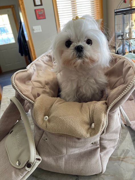 Dog In Purse, Dog Bag Carrier, Puppy Carrier Bag, Luxury Dog Carrier, Beige Luxury, Designer Dog Carriers, Puppy Bag, Puppy Carrier, Dog Carrier Bag