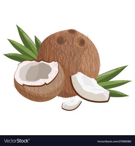 Coconut Cartoon, Coconut Vector, Milk Advertising, Sliced Fruit, Tropical Poster, Smoothie Recipes Healthy Breakfast, Summer Clipart, Fruit Illustration, Pictures Images