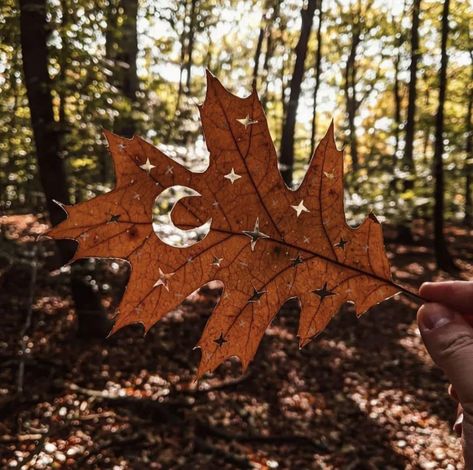 Dark Fall, Fall Mood Board, Mia 3, Brasov, Season Of The Witch, Best Seasons, We Fall In Love, Autumn Cozy, Autumn Aesthetic