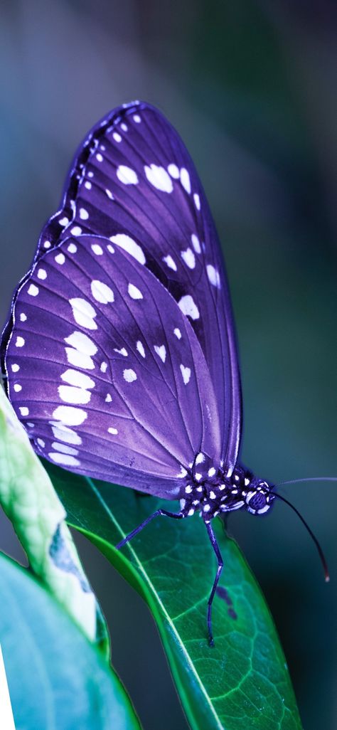 Butterfly Chrysalis, Purple Flowers Garden, Beautiful Butterfly Pictures, Violet Aesthetic, Beautiful Butterfly Photography, Butterfly Species, Beautiful Butterflies Art, Butterfly Photos, Beautiful Bugs