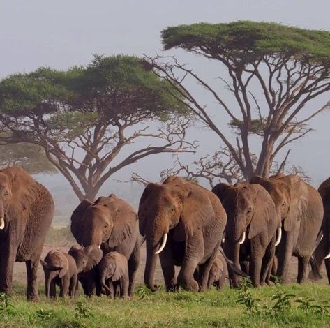 Wild Life Sanctuary, African Animals Photography, Group Of Elephants, Elephant Photography, Wild Animal Wallpaper, Wild Animals Photos, Elephant Pictures, Wild Elephant, Wild Animals Pictures