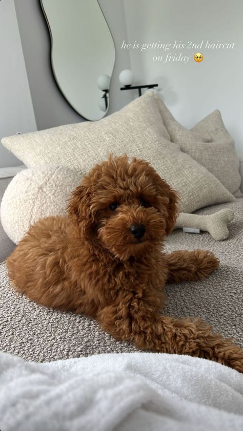 Mini Poodle Full Grown, Poodle Full Grown, Toy Poodle Red, Mini Labradoodle, Goldendoodle Grooming, Mini Poodle, Dog Mommy, Toy Poodle Puppies, Mini Poodles