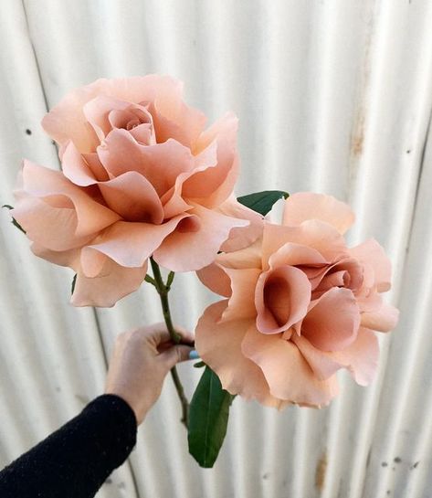 v i d a. f l o r a. on Instagram: "What a stunner 🤍 Beautiful Moab rose, you so pretty . . . . . #moab #moabrose #rose #weddingflorist #weddingflowers #fremantleflorist #perthweddings #perthflorist #forflowerlovers #flowergram #flowers #floristlife" Moab Rose Bouquet, Moab Wedding Flowers, Moab Rose, Pink Flower Arrangements, Peach Bouquet, Flower Elements, Flower Board, Flower Types, Peach Colour