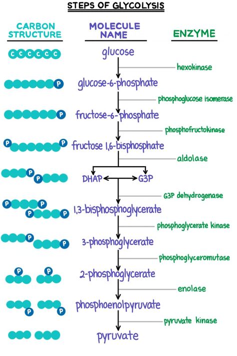 Glycolysis (Cellular Respiration) — Summary & Steps - Expii Biochemistry Notes, Photosynthesis And Cellular Respiration, Learn Biology, Chemistry Study Guide, Cellular Respiration, Study Biology, Basic Anatomy And Physiology, Biology Facts, Medical Student Study