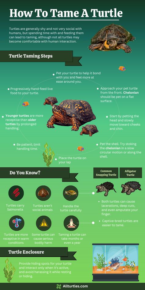 Create a strong bond with your turtle through trust and patience! 🐢💚 Our insightful infographic offers valuable tips on taming and building a relationship with your shelled friend. Learn how to approach, handle, and interact with your turtle safely and effectively, ensuring a happy, comfortable, and well-socialized pet. Pin now for a guide to nurturing a lasting connection with your beloved turtle companion! #TurtleTaming #PetTurtles #ReptileCare #allturtles Pet Turtle Care, Turtle Tank Setup, Common Snapping Turtle, Pet Tortoise, Musk Turtle, River Turtle, Box Turtles, Turtle Terrarium, Alligator Snapping Turtle