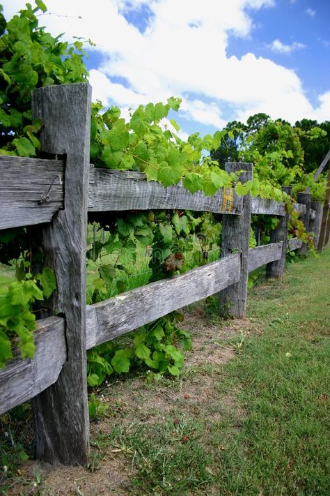 Vine Fence, Brick Patterns Patio, Spring Hill Nursery, Vertical Garden Wall, Garden Vines, Dream Yard, Growing Grapes, Chinese Garden, Wooden Fence