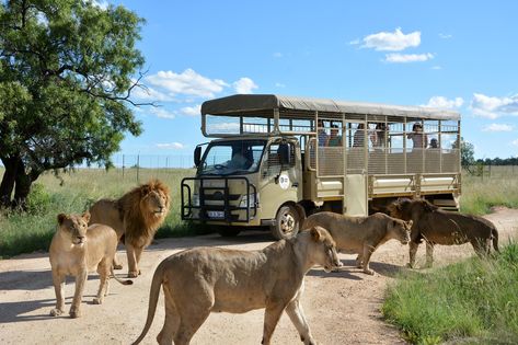 Lion and Safari Park Johannesburg Luxury Safari Lodge, Lion Safari, Africa Destinations, Luxury Safari, Safari Lodge, Africa Safari, Safari Park, Safari Tour, Park Homes