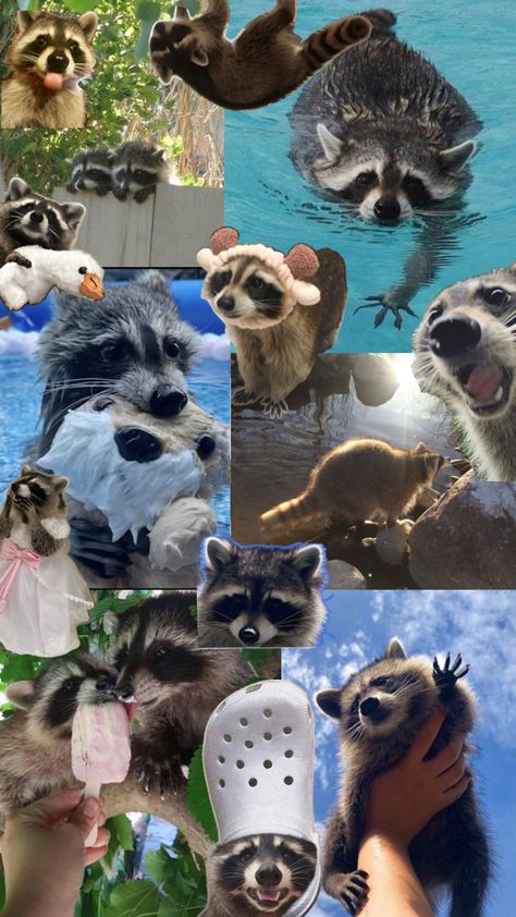 Raccoon Lockscreen, Racoon Funny, Summer Lockscreen, Trash Pandas, Pet Raccoon, Baby Raccoon, Cut Animals, Funny Raccoon, Cute Dog Photos