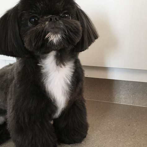 Black Shitzu Haircuts, Shih Zhu Haircuts, Black And White Shih Tzu Puppy, Black Shih Tzu Puppy, Black Shih Tzu Grooming Styles, Shitzu Haircuts Boy Teddy Bears, Shih Tzu Grooming Styles Short, Black Shitzu, Corte Shitzu