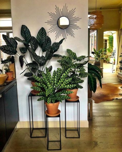 Plant Stand Decor, نباتات منزلية, Living Room Plants, Diy Plant Stand, Plant Decor Indoor, House Plants Decor, Room With Plants, House Plants Indoor, Diy Plants