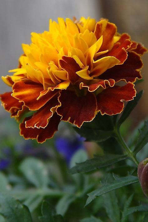 Marigold Flower, Edible Flowers, Orange And Yellow, Yellow Flower, Exotic Flowers, Flower Beauty, Beautiful Blooms, Orange Flowers, Amazing Flowers