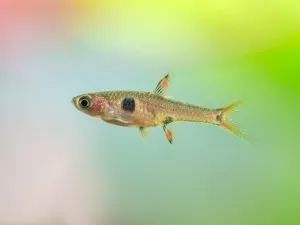 The Complete Guide to Chili Rasbora Care | Fishkeeping World Chili Rasbora, Swollen Belly, Community Tanks, Brine Shrimp, Small Tank, Hiding Spots, Freshwater Fish, Aquariums, Vibrant Red