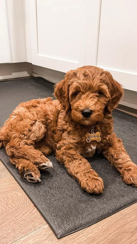 Mini Labradoodle Full Grown, Tan Goldendoodle, Golden Doodle Puppy, Mini Golden Doodle, Mini Goldendoodle Puppies, Goldendoodle Puppies, Golden Doodles, Labradoodle Puppy, Doodle Puppy