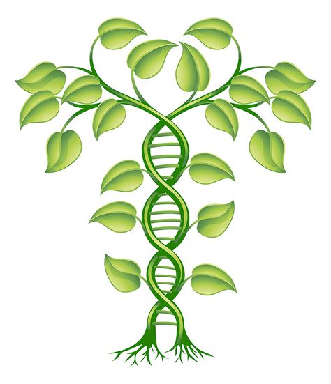 Dna Tree, Dna Genealogy, Dna Sequence, Genetic Engineering, Tableau Art, Holistic Medicine, Dna Test, Tree Tattoo, Trendy Tattoos