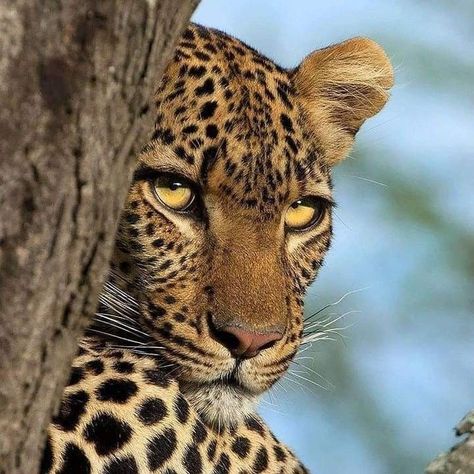 Female Leopard, Regard Animal, Safari Photography, African Life, Spotted Cat, Kampot, African Safari, Leopards, Animal Planet