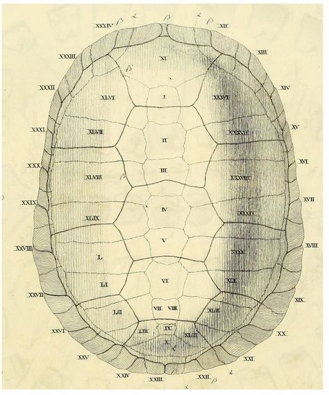 turtle shell #dailyconceptive #diárioconceptivo Tortoise Drawing, Clay Turtle, Shell Drawing, Shell Tattoos, Turtle Island, Box Turtle, Tortoise Turtle, Turtle Love, Turtle Shell